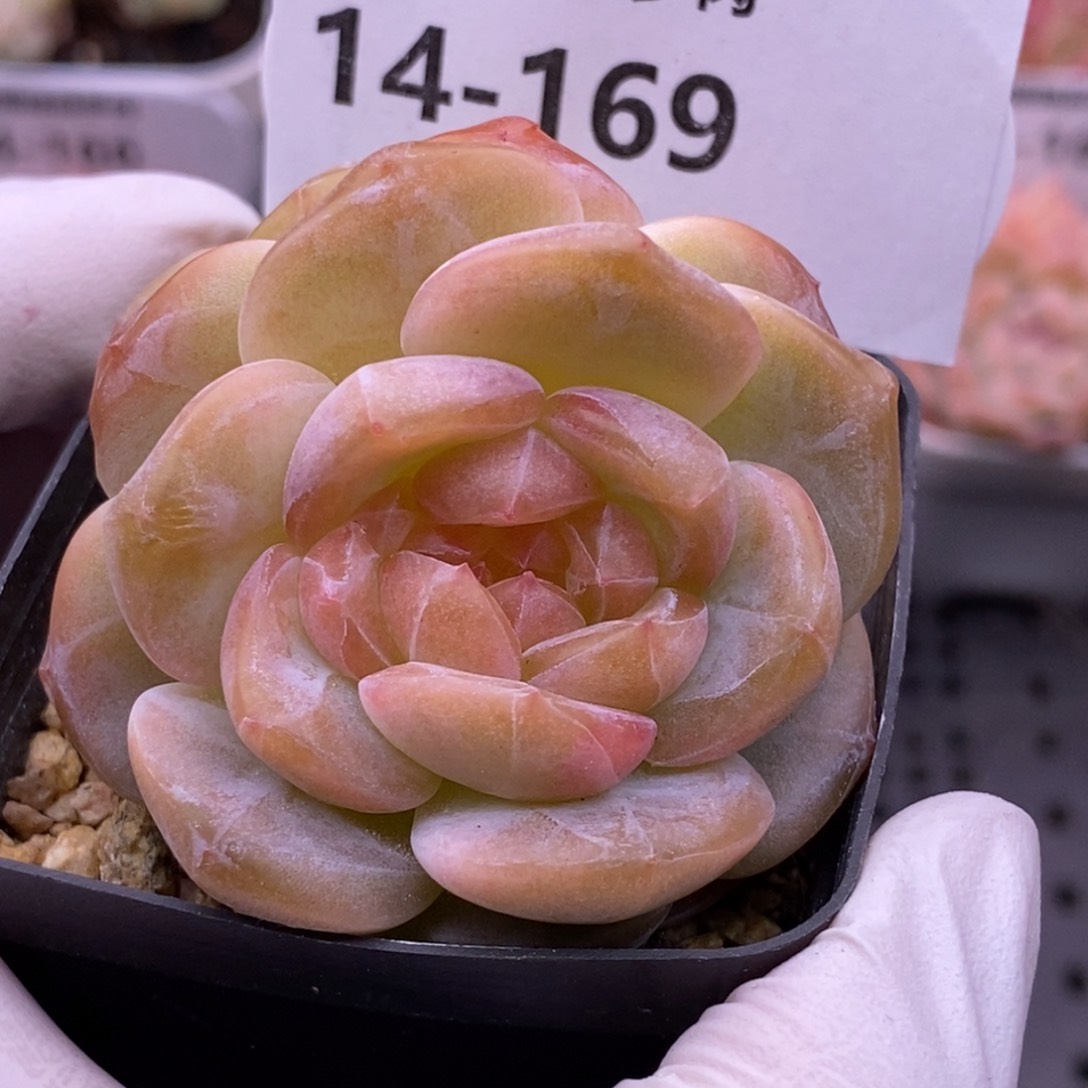 【闪购商品】14-169