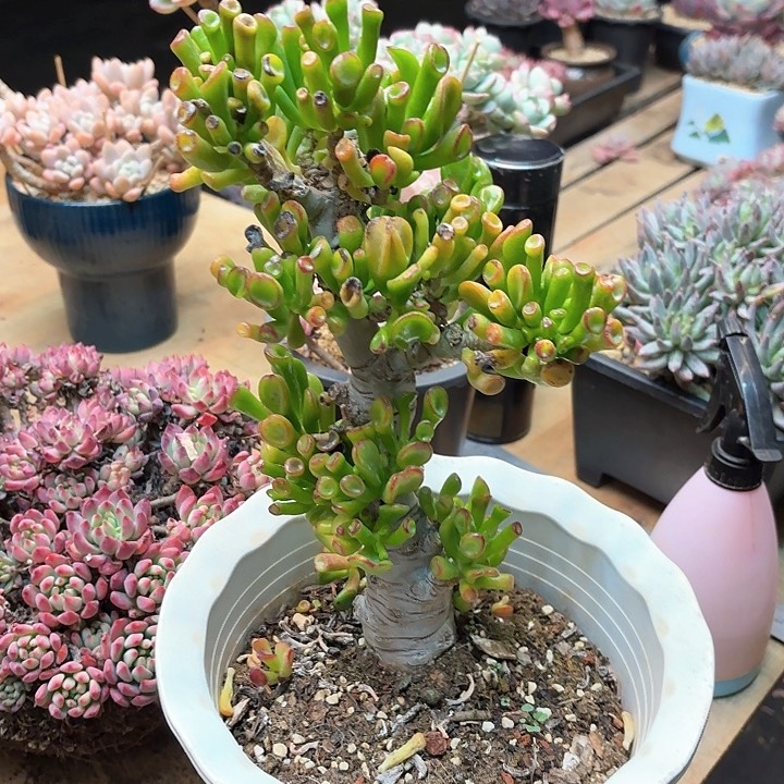 多肉植物，吸财树