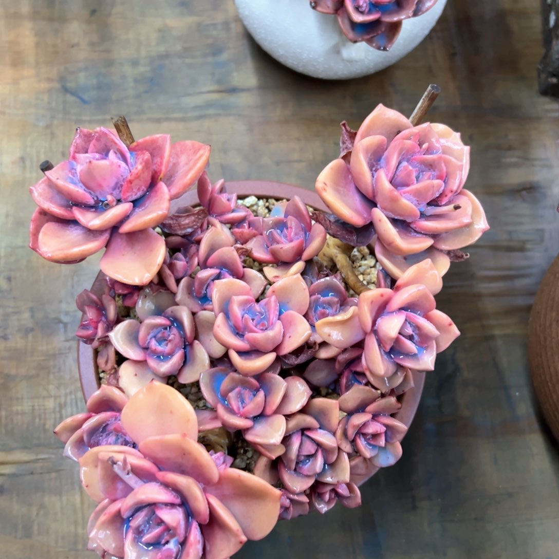 彩虹糖38 零零多肉植物