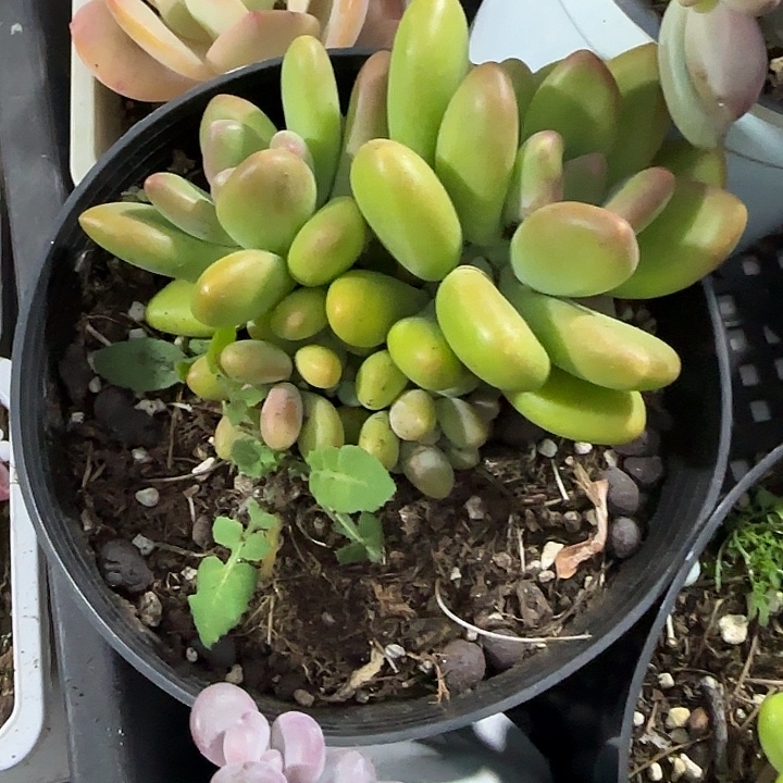 青蛙王子儿童牙膏11