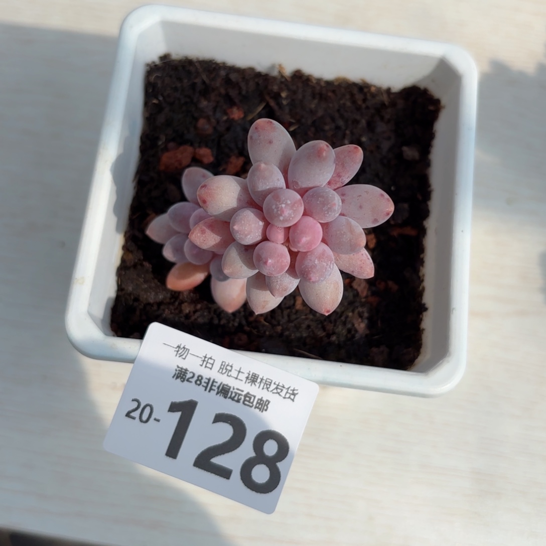 婴儿手指老桩多肉多肉