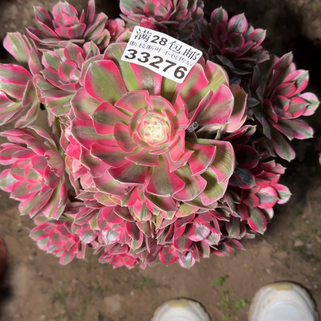 33276女郎多肉植物