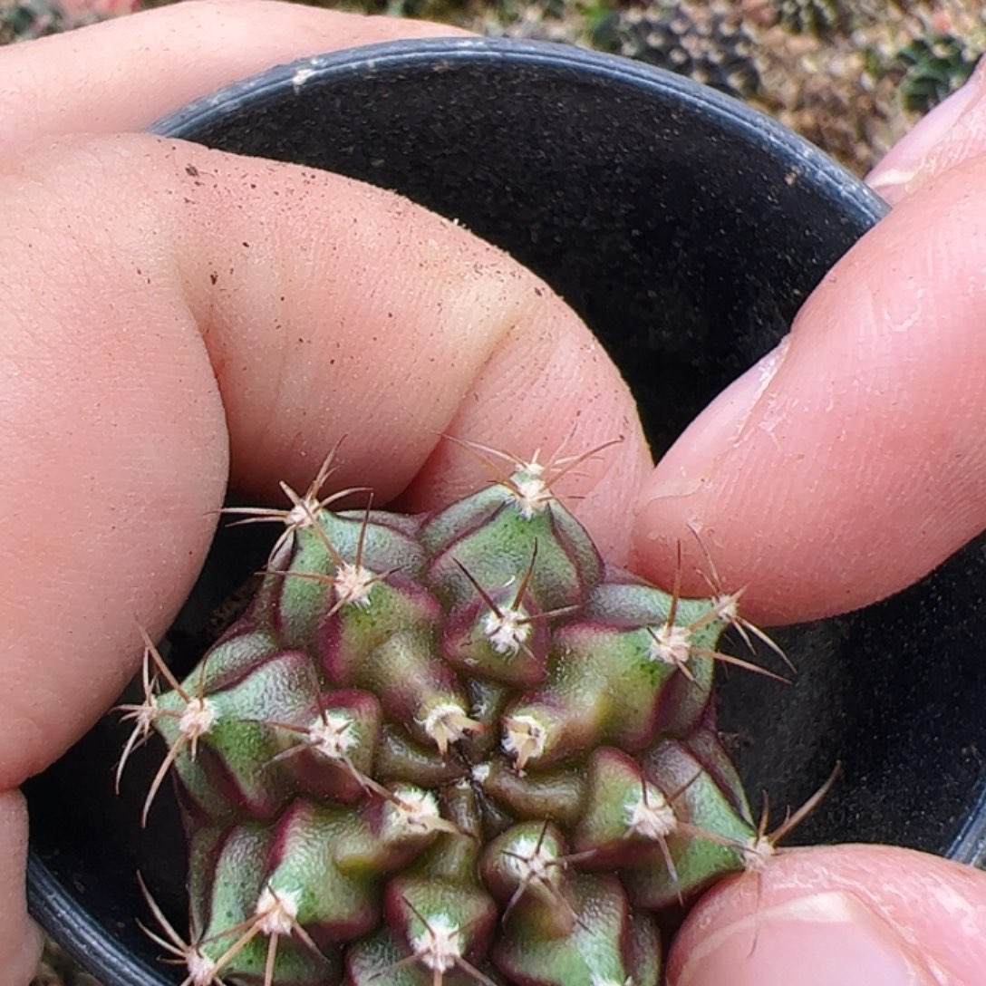 当前无花栽培后可以开花165