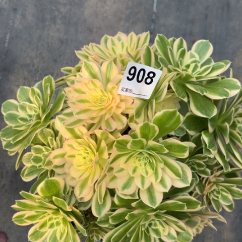 908碧玉25厘米左右有断枝