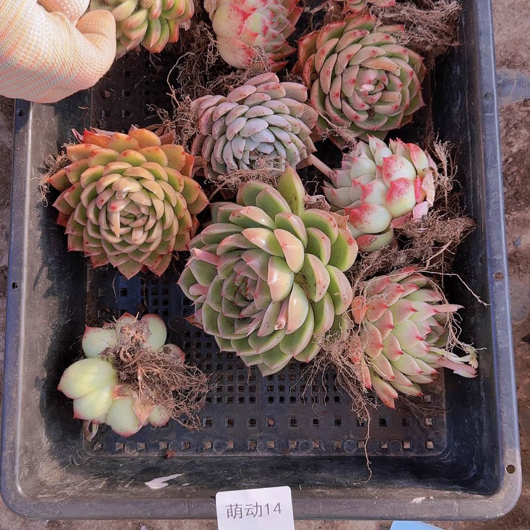 直播一物一拍多肉14