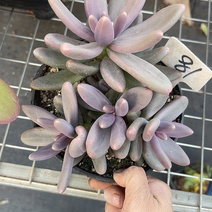 两单包邮，一物一拍81糖果