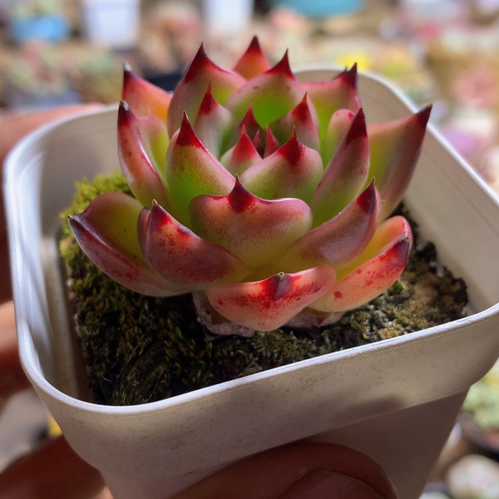 小精控蓝龙一物一拍