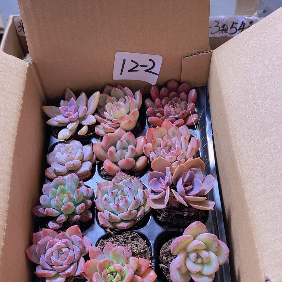 【闪购商品】12颗-2