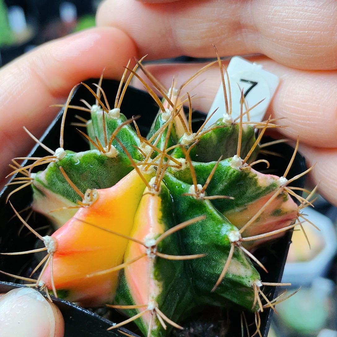 非偏远地区满25裸根发货仙人球