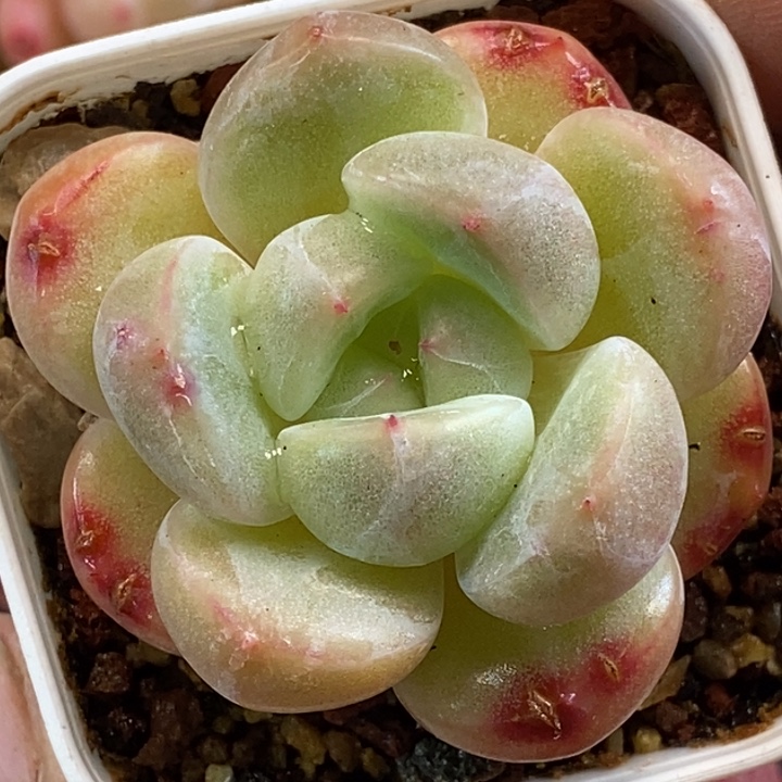 天官赐福百无禁忌