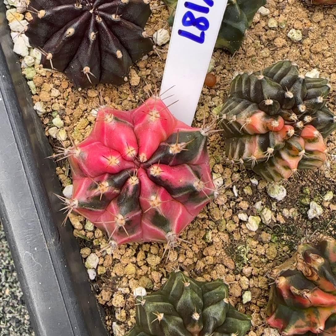 187-0116泰国发货多肉