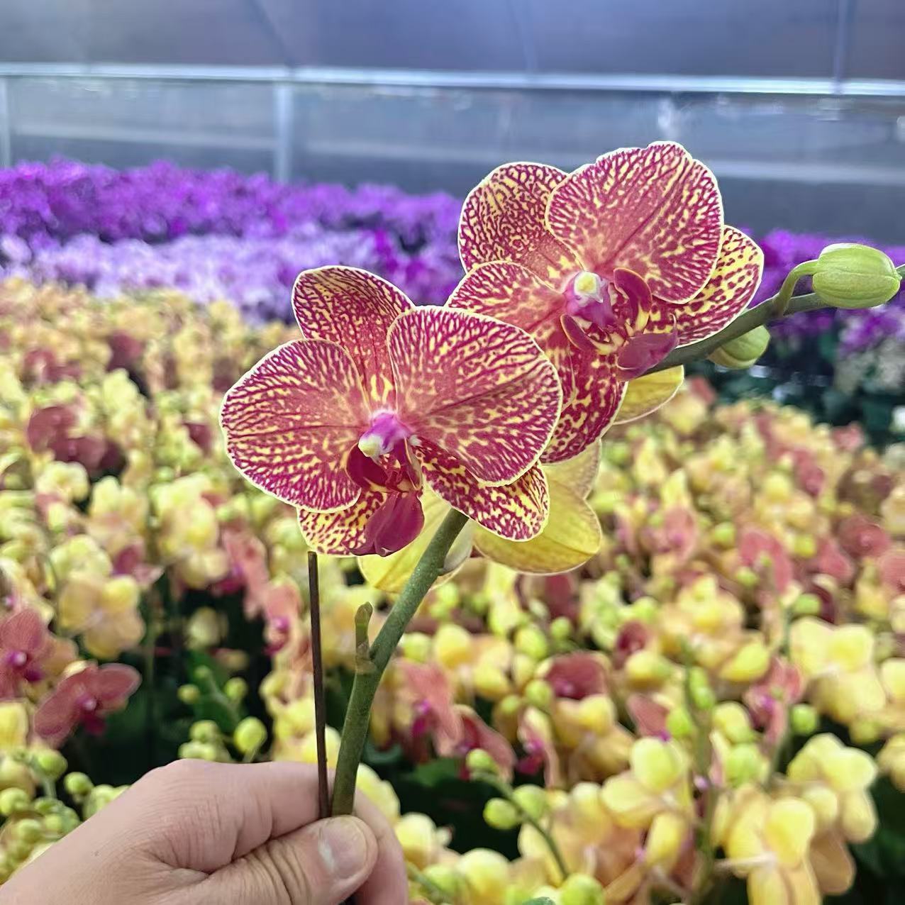 蝴蝶兰【黄金甲】 蜡质中花欧品 室内花花 广州直发