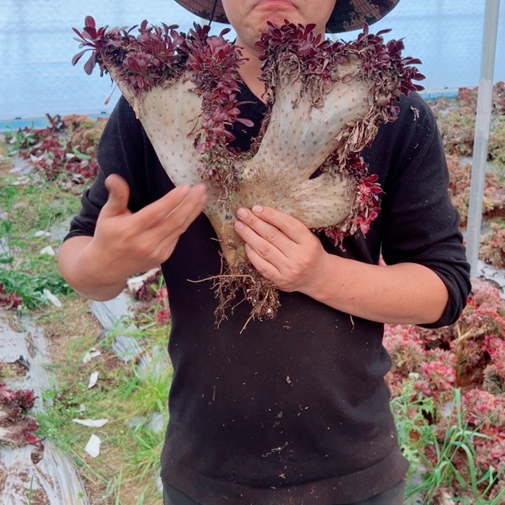 丽娜醉话106号多肉法师