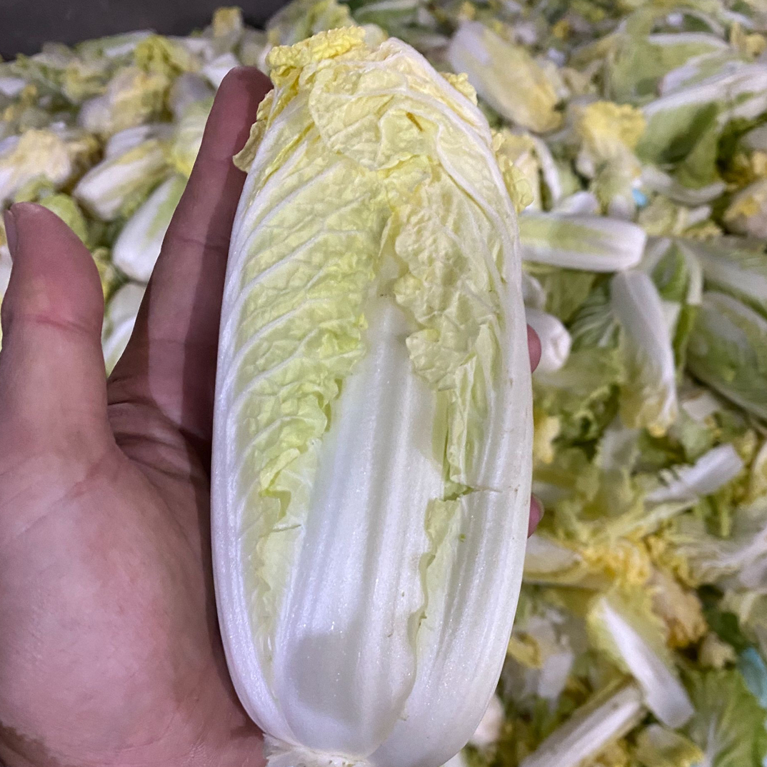  【散心特小菜】漏天种植/新鲜当季蔬菜火锅 娃娃菜黄心娃娃菜5斤