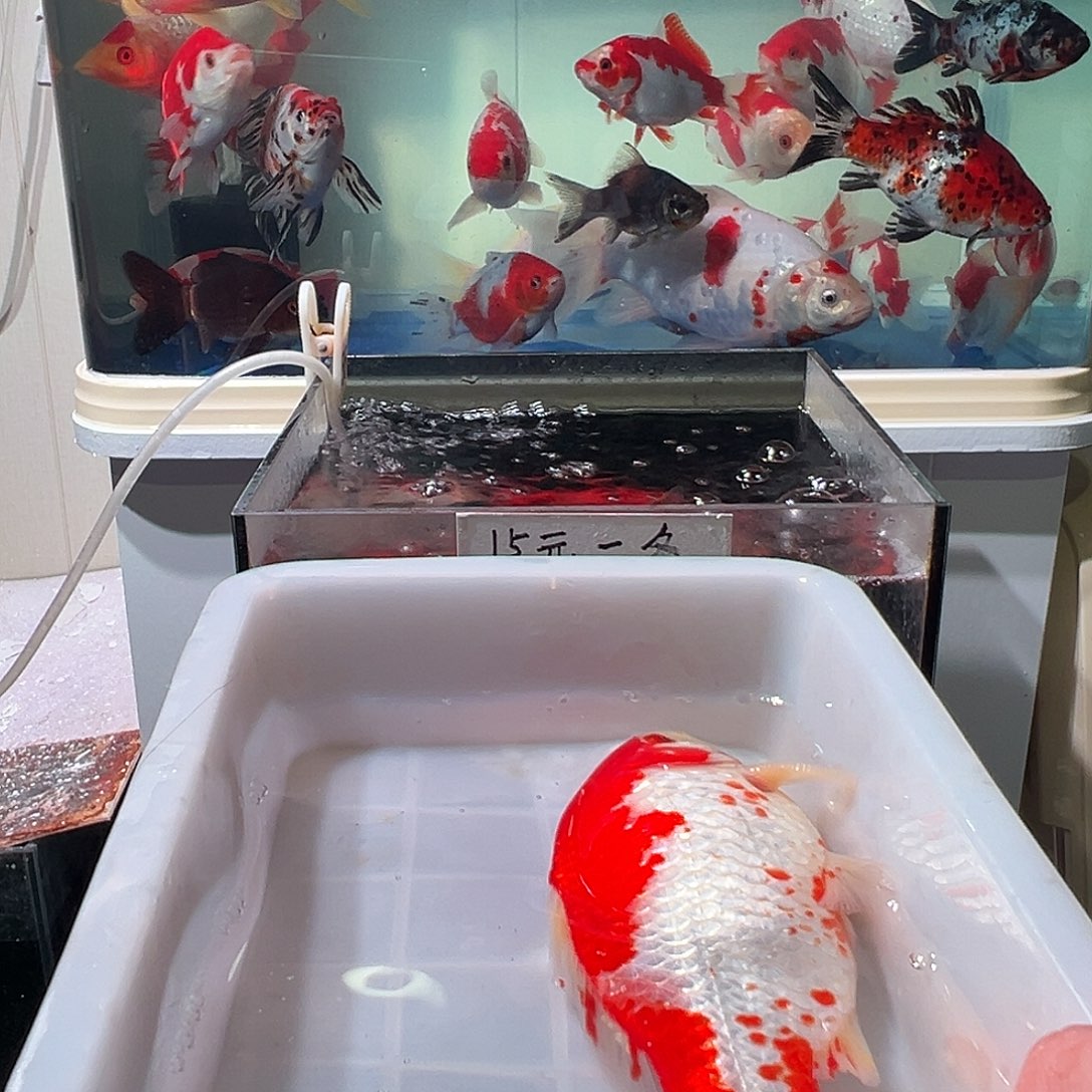 成***哥海水观赏鱼福利多多啊