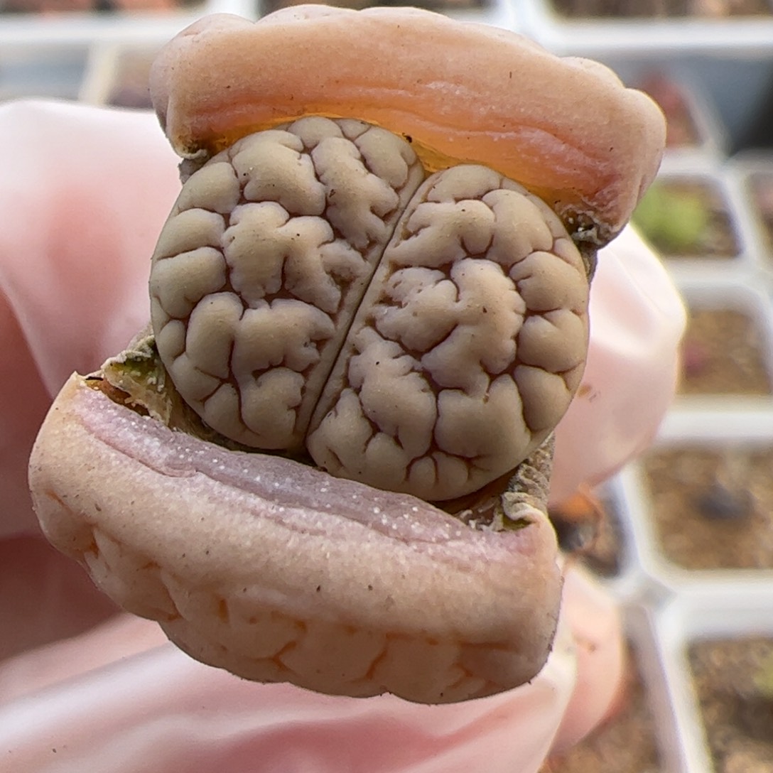 0204号 189 多肉植物