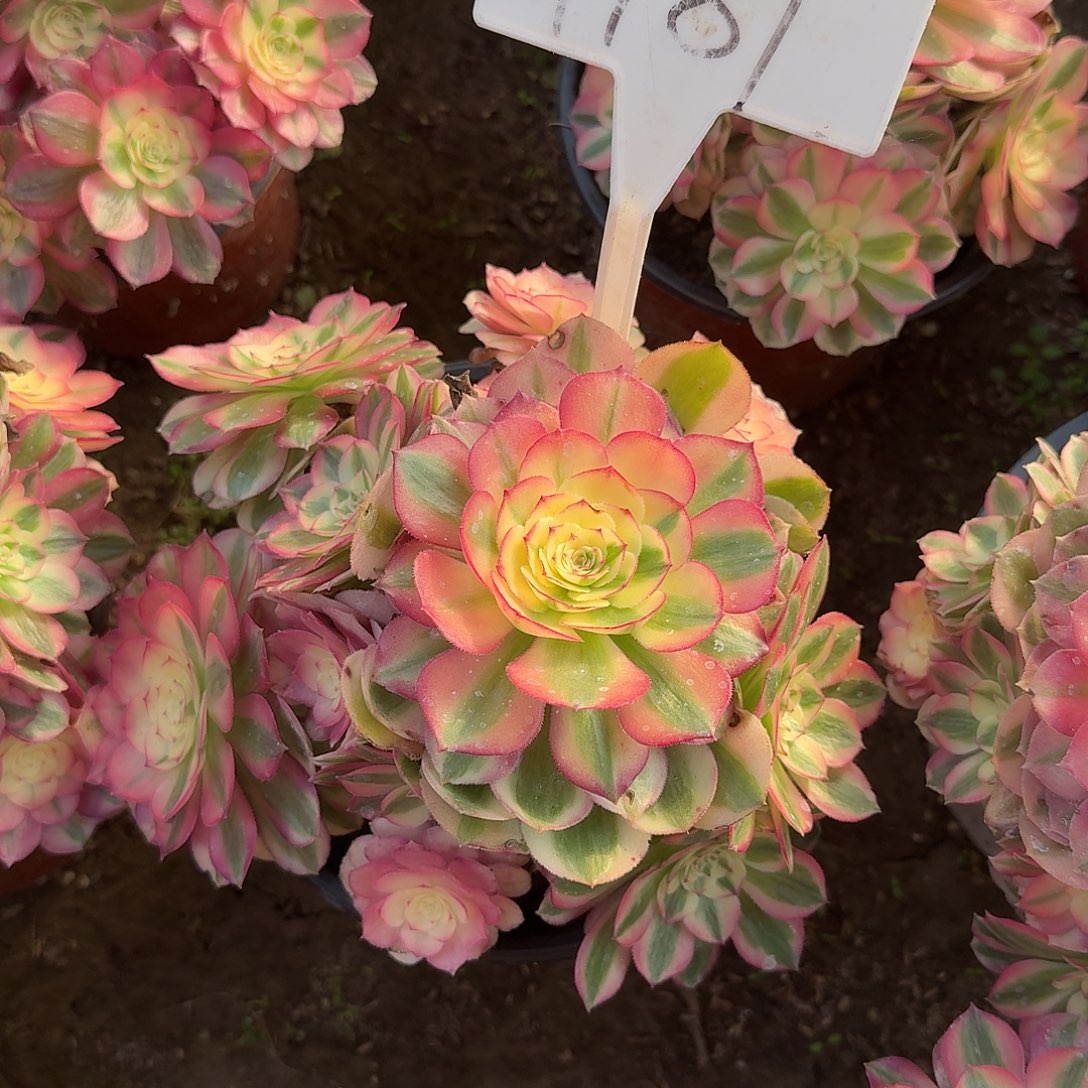 4181倾城多肉法师多肉