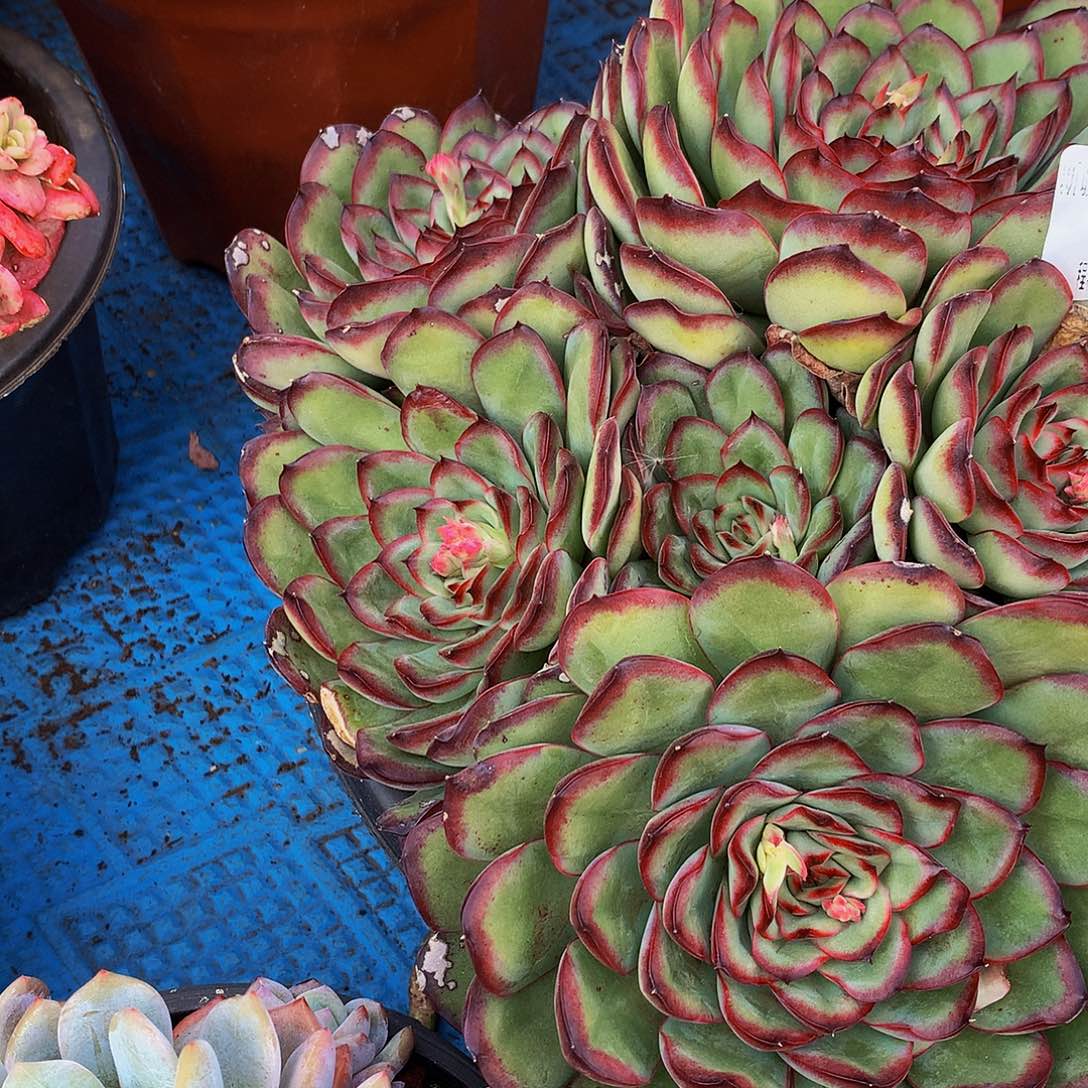 雨***尘肉酱玫瑰02039吨肉多肉