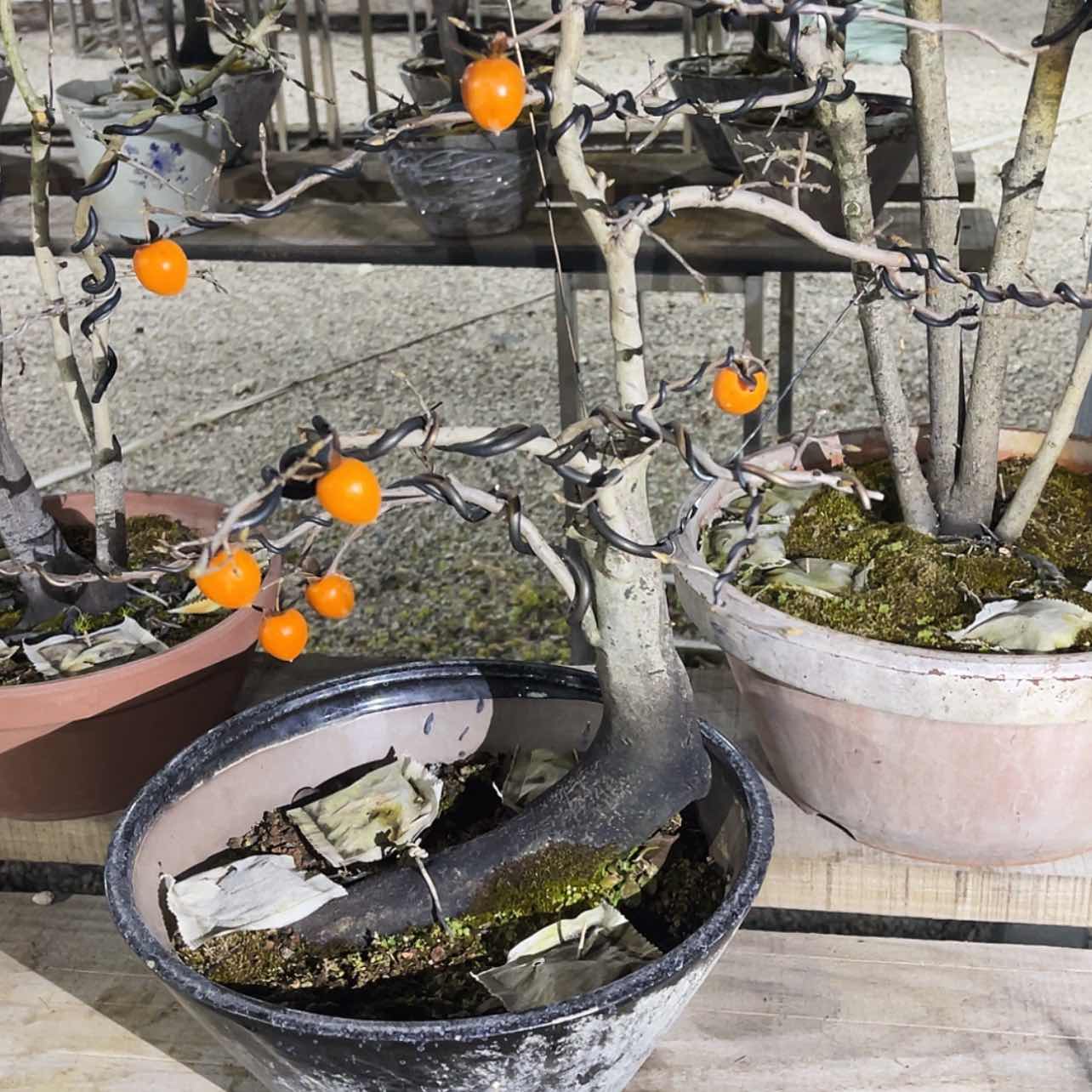 【闪购商品】老鸦寻**甸330