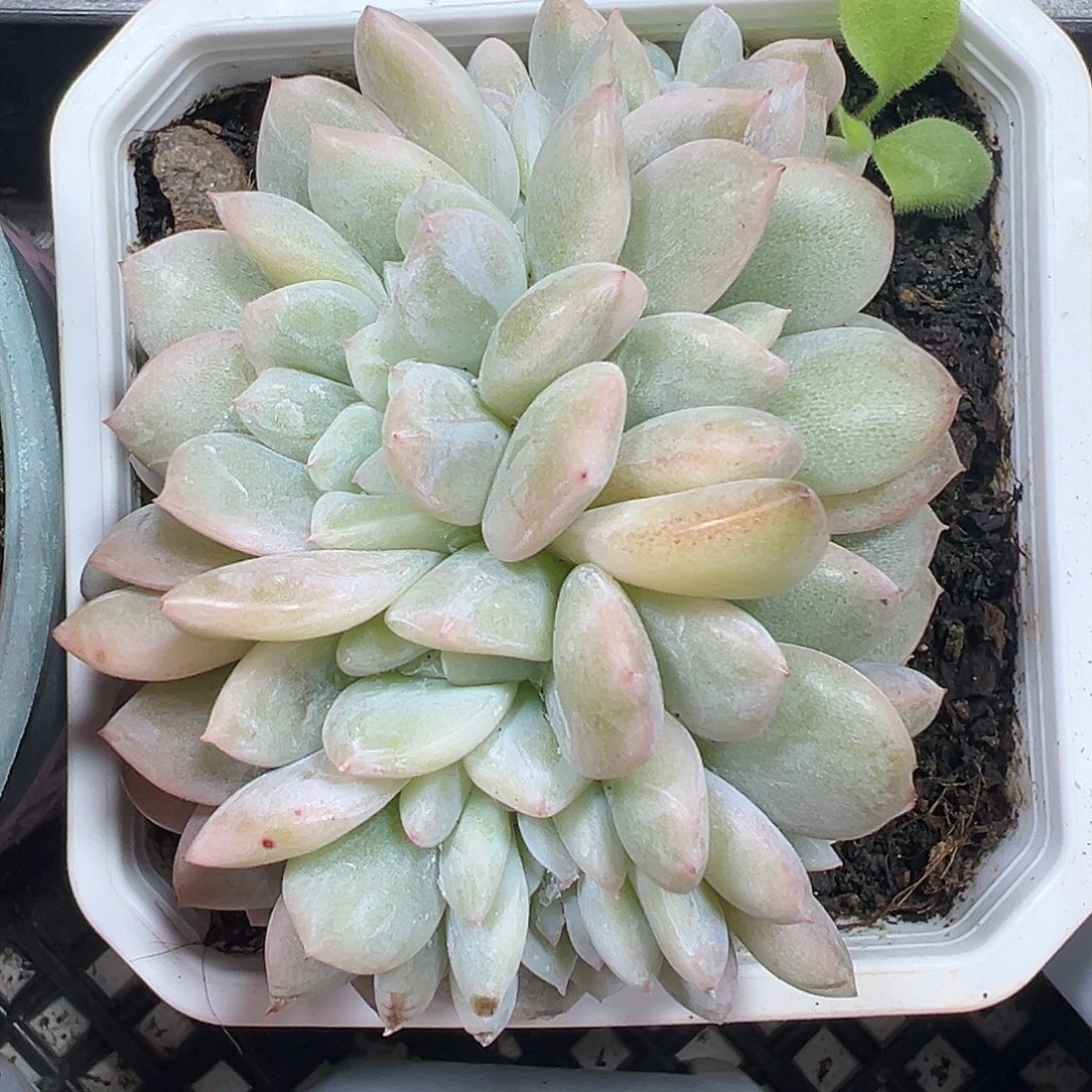 橙梦露锦缀多肉植物