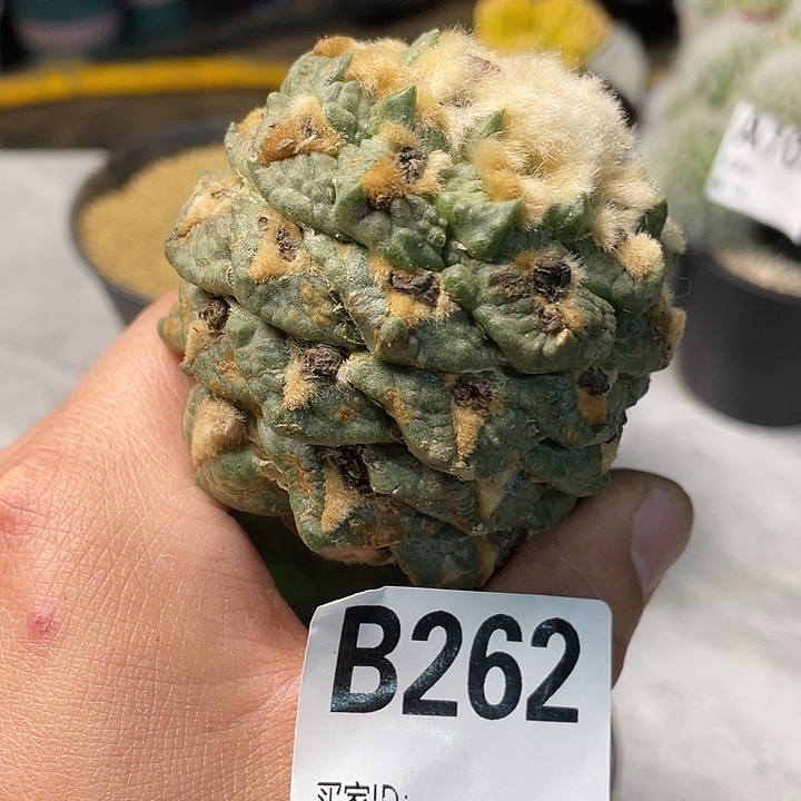 完全开放262哥斯拉龟甲