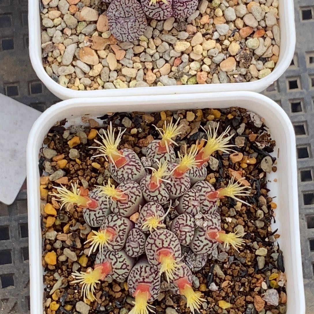 颖***寅两颗墨 好看好看38号