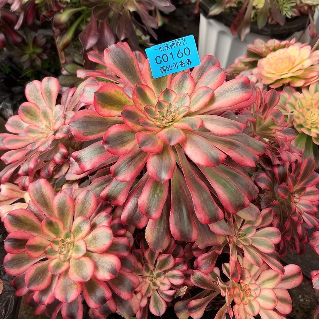 多肉植物0160蝶衣