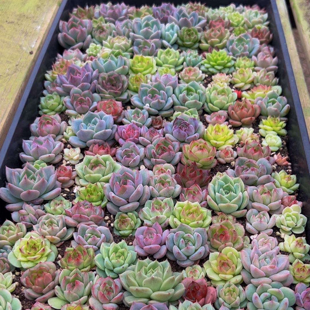 736多肉葡萄的价格是多少啊哈哈笑而不自知