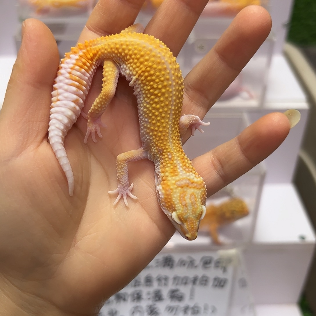 豹纹守宫豹纹守宫