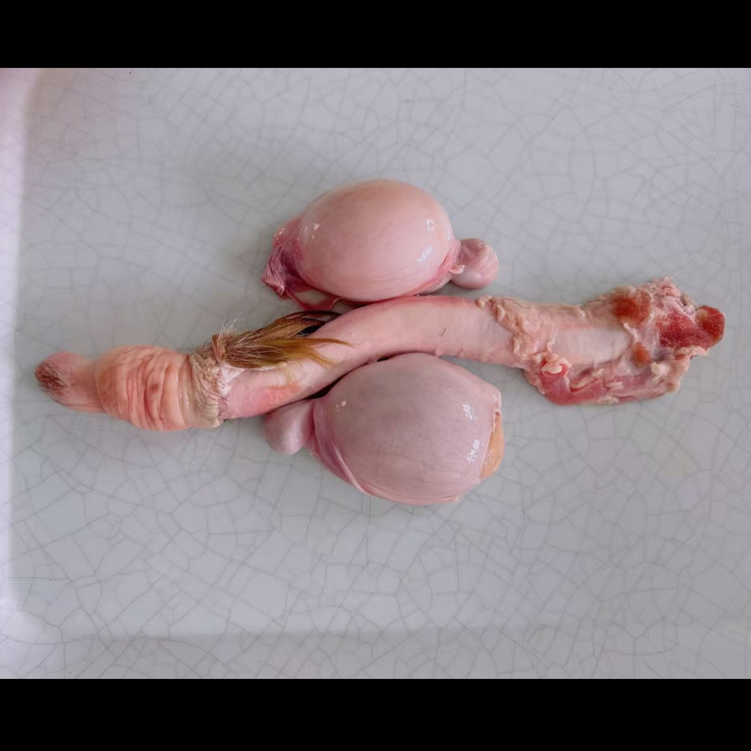 鹿鞭 产地发货 泡酒