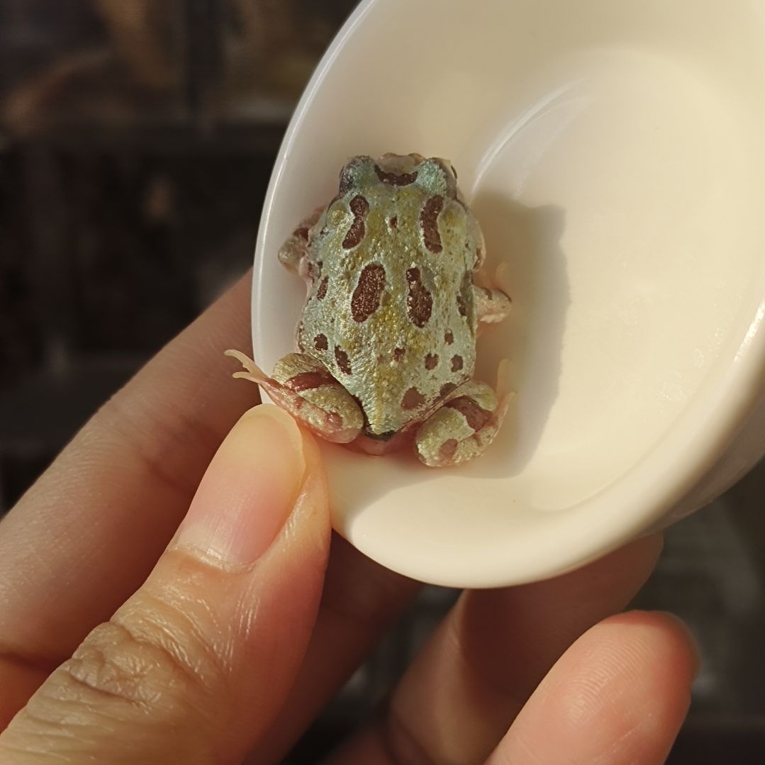 角蛙五号变异角蛙专拍链接