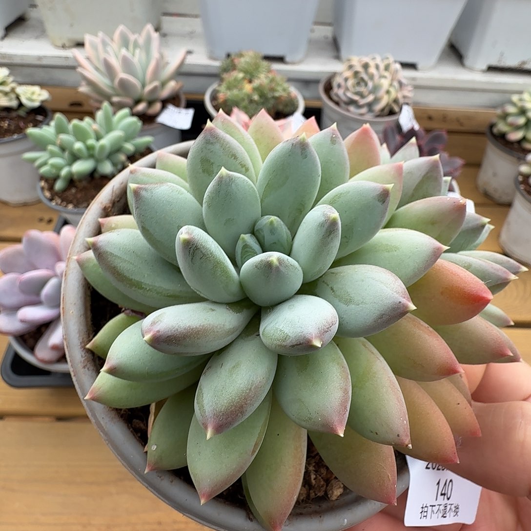 双头天使之痕1111105-140