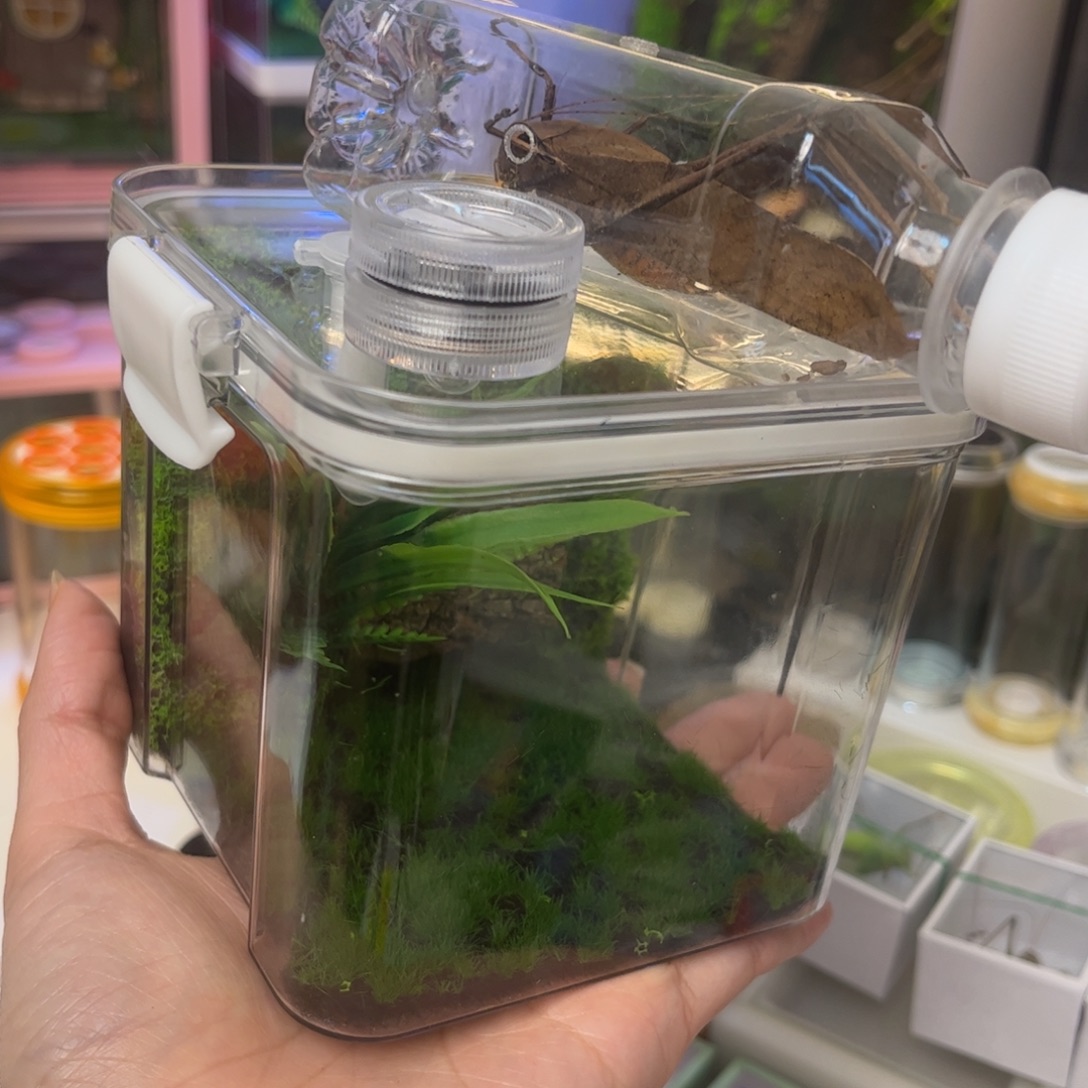 生态箱送蛙仿拍拍拍拍