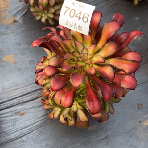 魅力多肉多肉7046