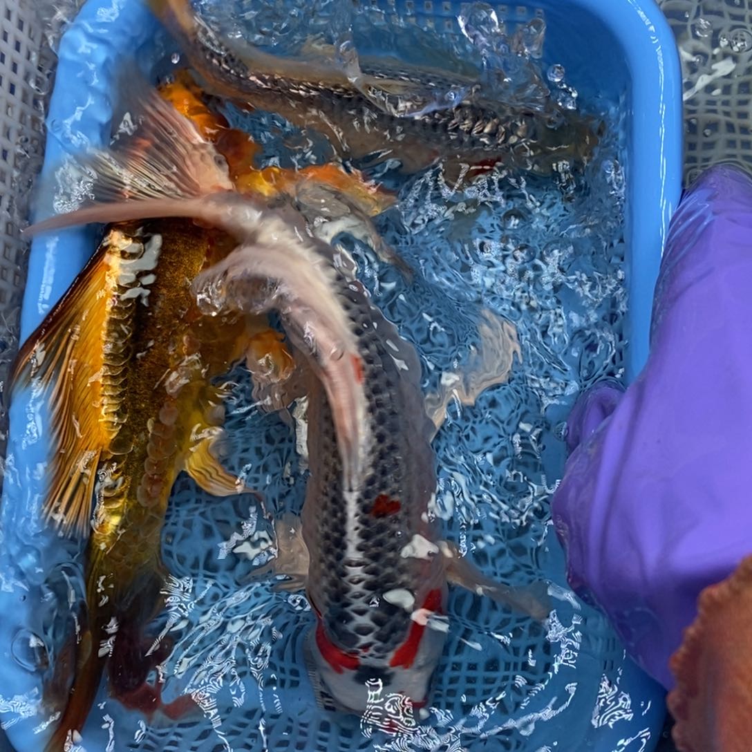 锦鲤冷水锦鲤包邮