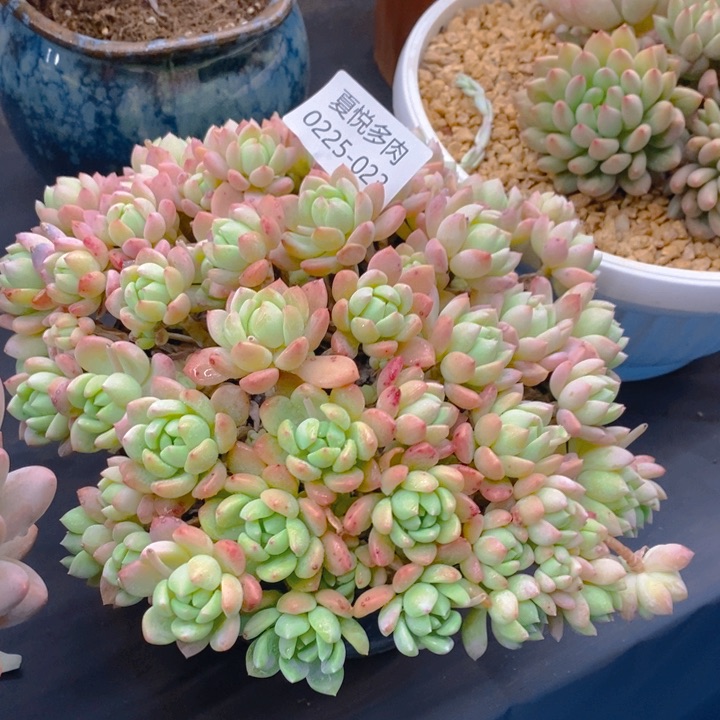 夏悦多肉 0225-23桃酥