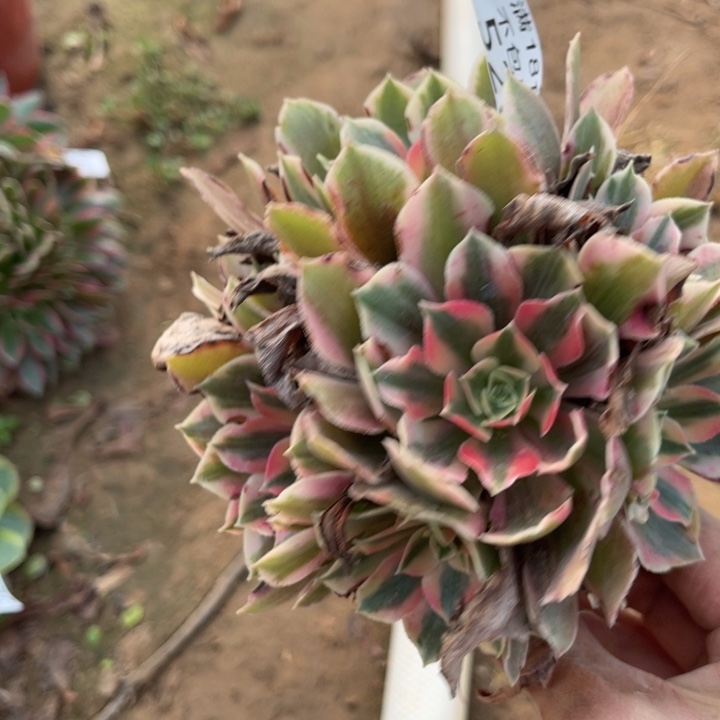 526粉女巫小手捧1北