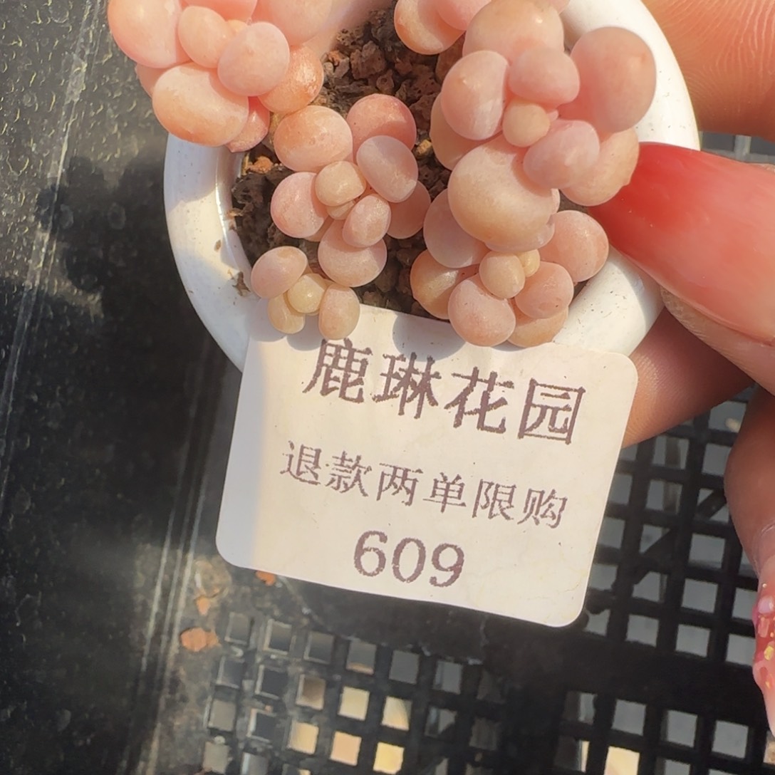 闪购精品多肉609号