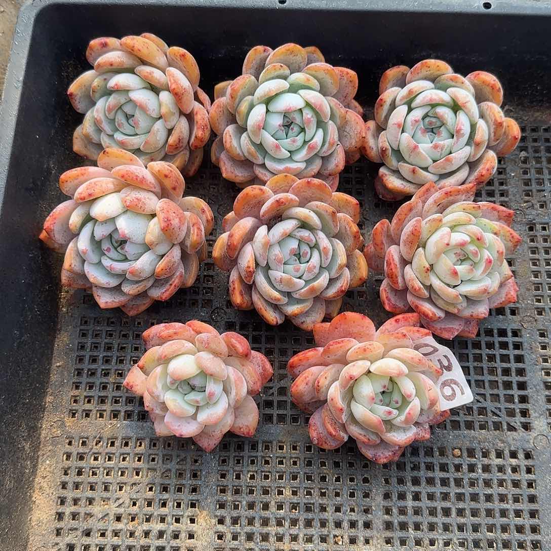 036红血橙清货福利