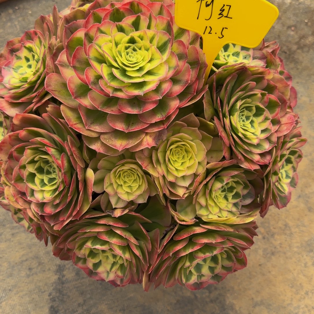 玉姿法师锦88888888