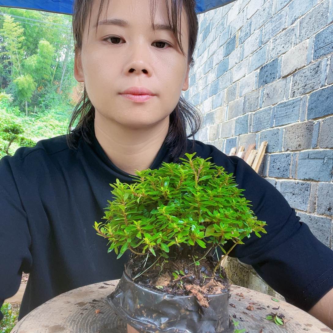 无花朵在这方面你是有能力