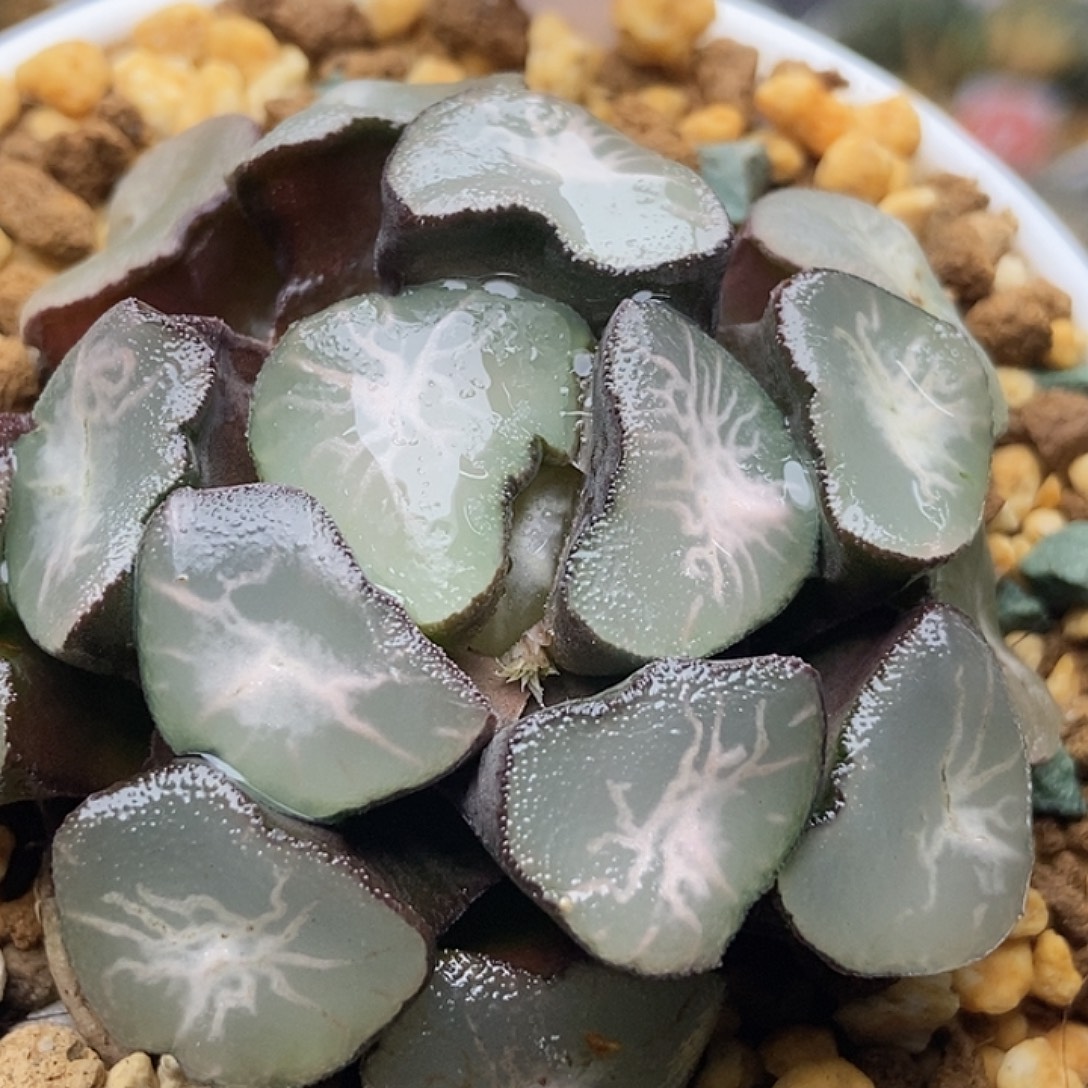 欧大宝万象333333333