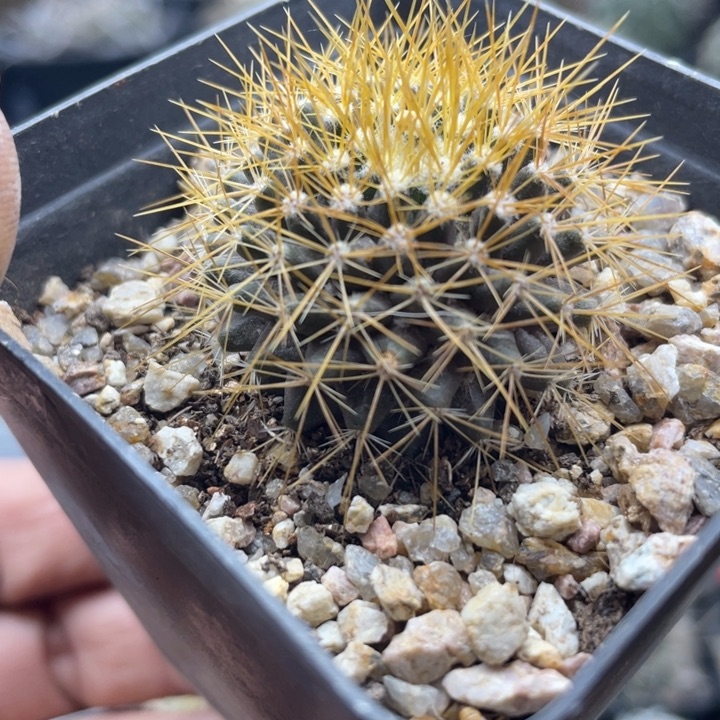 福利秒杀一颗包邮