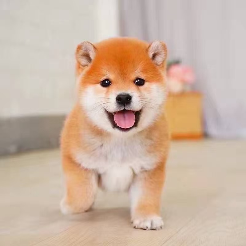 直播间狗狗专属链接，以直播间实物为准