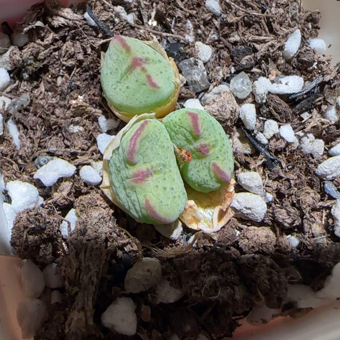 肉锥多肉植物百科-Sb2035、1087