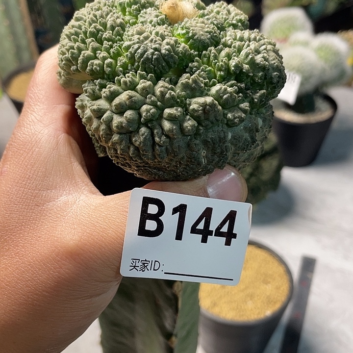 完全开放144哥斯拉大型体