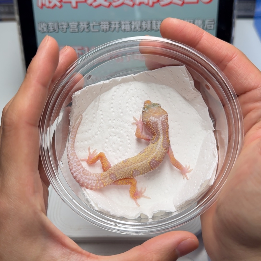 豹纹守宫雪花蜡笔母温