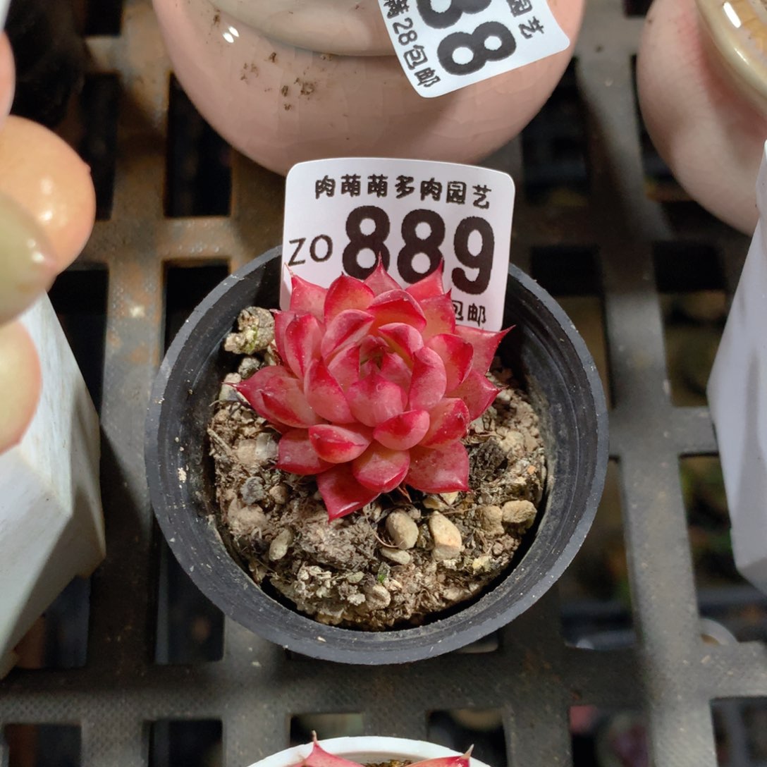 5CM拇指盆精控多肉ZO889