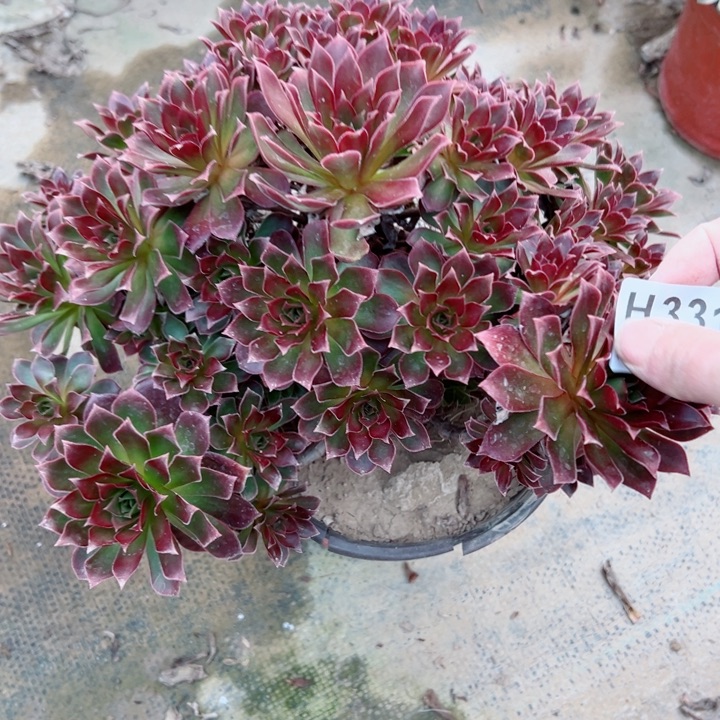 331凤凰多肉植物的