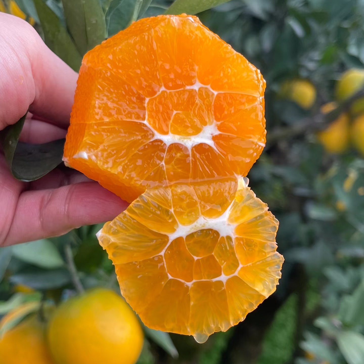 （秋妹助农专属）长江沿岸农家自种橙子鲜甜多汁